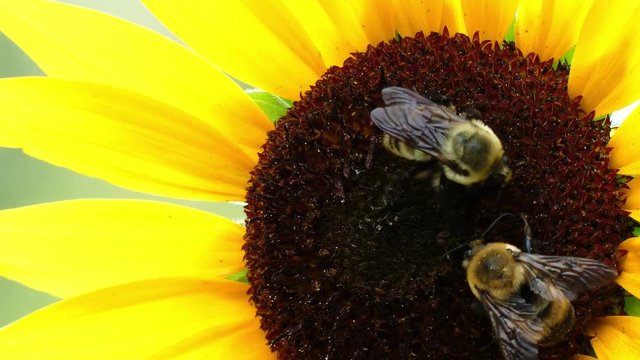 1 minute long close up shot of a couple of bees pollinating a sunflower as the breeze blows the sunflower around a bit.