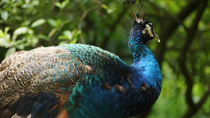 Obraz premium The Indian peafowl or blue peafowl, a large and brightly coloured bird, is a species of peafowl native to South Asia, but introduced in many other parts of the world