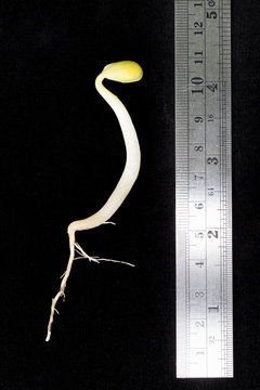 emerging soybean and roots on black background with ruler
