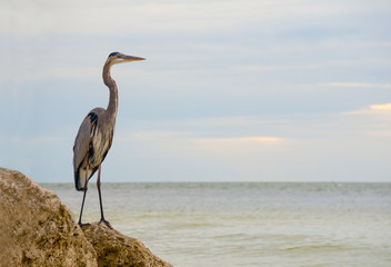 Great Blue Heron (Ardea Herodias) standing on a rock on the Gulf of Mexico at St. Pete Beach, Florida, with a fishing hook embedded in his head.
