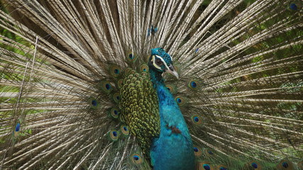 Obraz premium The Indian peafowl or blue peafowl, a large and brightly coloured bird, is a species of peafowl native to South Asia, but introduced in many other parts of the world