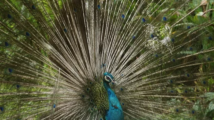 Fotobehang The Indian peafowl or blue peafowl, a large and brightly coloured bird, is a species of peafowl native to South Asia, but introduced in many other parts of the world © craigansibin
