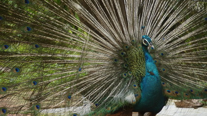 Obraz premium The Indian peafowl or blue peafowl, a large and brightly coloured bird, is a species of peafowl native to South Asia, but introduced in many other parts of the world