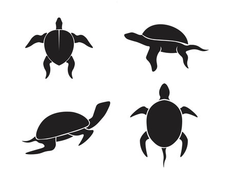 Turtle Vector Animal design and nature