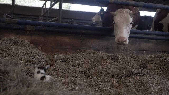 Footage of a Kitten Resting in a Mound of Hay, Next to a Herd of Cows
