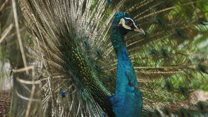 Obraz premium The Indian peafowl or blue peafowl, a large and brightly coloured bird, is a species of peafowl native to South Asia, but introduced in many other parts of the world