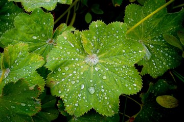 Green squash leaves decorated with patterns of rain drops, after a summer shower.