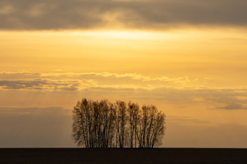 Fototapeta na wymiar Beautiful golden sunrise with dark silhouette of trees