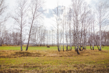 Beautiful autumn forest with different trees