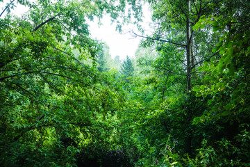 Fototapeta premium Beautiful summer forest with different trees in morning fog