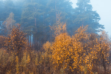 Fototapeta na wymiar Beautiful autumn forest with different trees