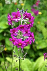 Magenta Candelabra Primrose (Primula bulleyana) flowers form a pinwheel shape.