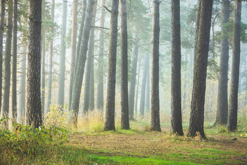 Beautiful summer forest with different trees in morning fog