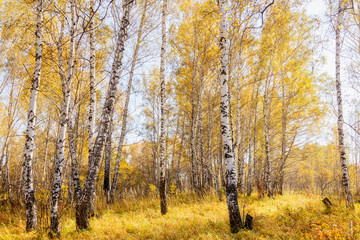 Beautiful autumn forest with different trees