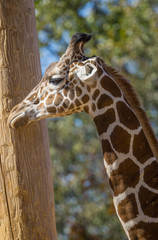 giraffe 7