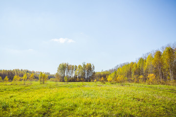 Beautiful autumn forest with different trees