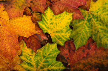 Autumn maple leaves on wooden background