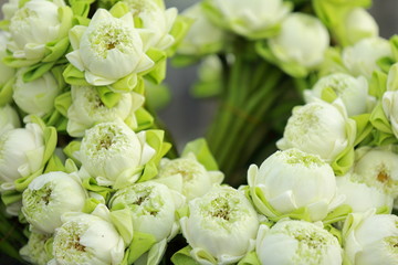 Green lotus for worship