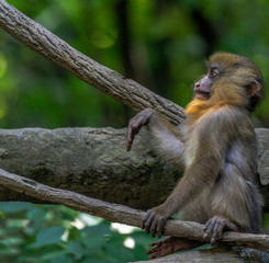 Cute Face on a Baby Mandrill Monkey in a Tree