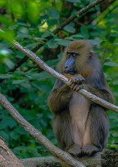 Colorful Face on a Mandrill Monkey in a Tree