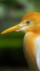 The cattle egret is a cosmopolitan species of heron found in the tropics, subtropics and warm temperate zones. It is the only member of the monotypic genus Bubulcus