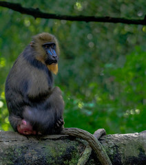 Colorful Face on a Mandrill Monkey Looking Back at the Camera