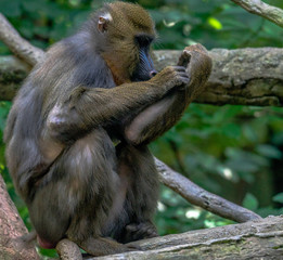 Colorful Face on a Mandrill Monkey Inspecting his Arm in a Tree
