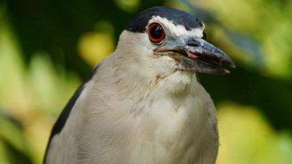 Black-crowned Night-Herons are small herons with rather squat, thick proportions. They have thick necks, large, flat heads, and heavy, pointed bills