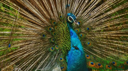 The Indian peafowl or blue peafowl, a large and brightly coloured bird, is a species of peafowl native to South Asia, but introduced in many other parts of the world