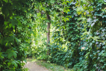 green walls in the garden