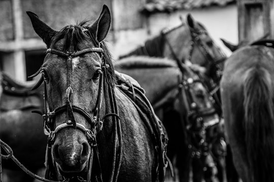 Fundo Cavalo Marrom Olha Para O Que Está Na Frente Dele Fundo, Fotos De  Cavalo Quarto De Milha, Cavalo, Animal Imagem de plano de fundo para  download gratuito