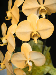 著色したコチョウラン