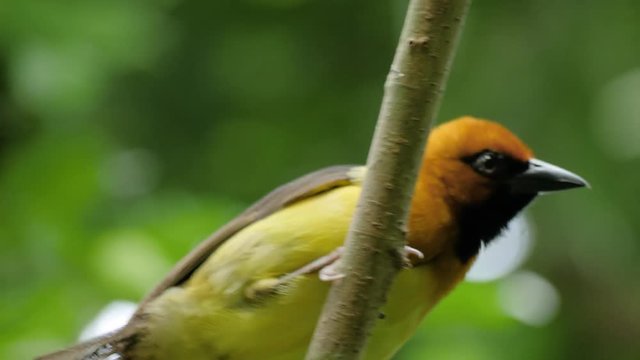 Close up shot of male black-necked weaver playing around on branch
