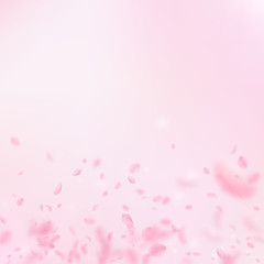 Sakura petals falling down. Romantic pink flowers 