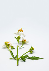 Flowers on white background.