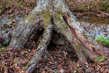 Roots of a tree in the forest on the background of autumn leaves