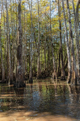 Fototapeta na wymiar Bald Cypress Trees in Swamp