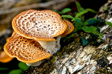 Wild Mushrooms, Nature