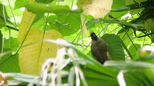 Close up shot of speckled mousebird on green leaf