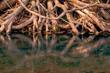Roots of a tree in the forest on the background of autumn leaves