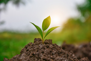 People are planting trees Growth