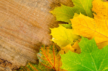 Yellow autumn maple leaves on wooden table