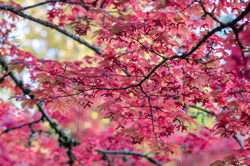 Vibrant red fall color in a Japanese garden, Japanese maple leaves and branches back lit by the sun
