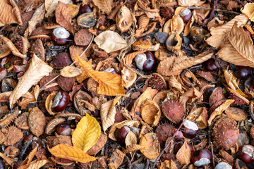 Chestnut seeds, seed pods, and yellow leaves collecting on the ground under a tree
