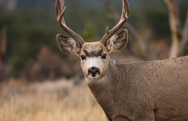 Naklejka na ściany i meble Mule deer buck in Rocky Mountain National Park, Colorado