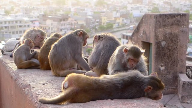 Monkey (rhesus macaque) in Galta Monkey Temple in Jaipur