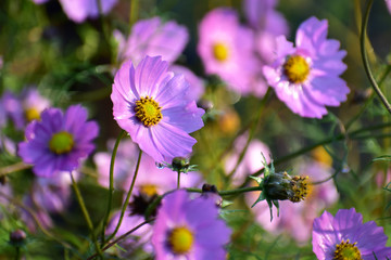 Fototapeta premium 晩秋の朝のコスモス