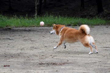 柴犬・走る・ボール遊び