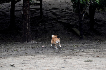 柴犬・走る・ボール遊び