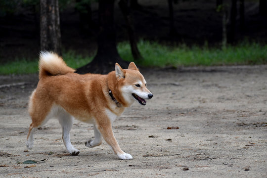 柴犬 歩く Stock 写真 Adobe Stock